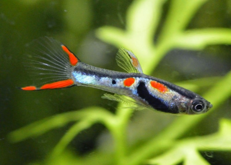 Гуппи Poecilia reticulata
