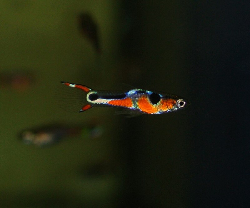 Poecilia (lebistes) reticulata