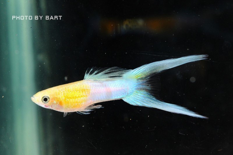 Гуппи Poecilia reticulata