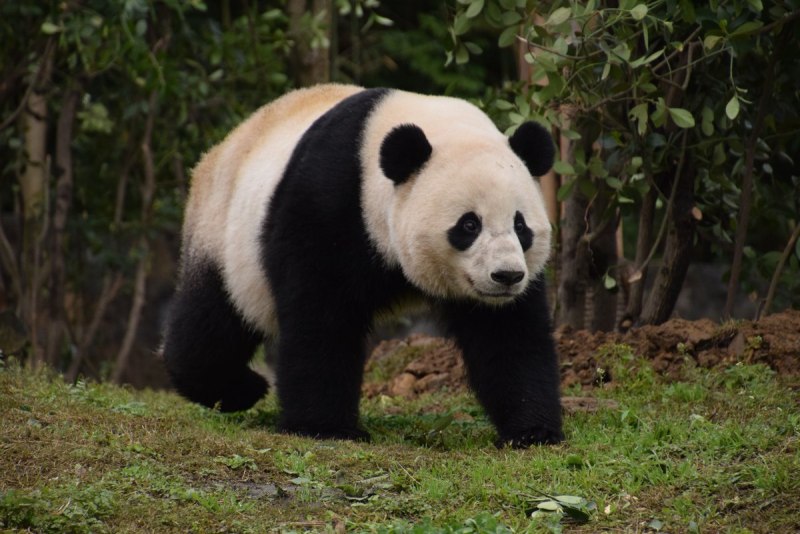 Дикая панда (61 фото)