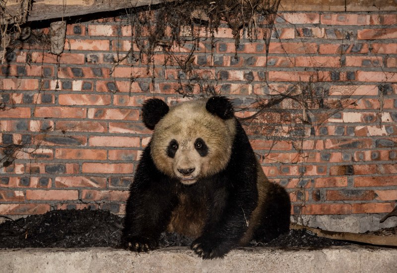 Панда National Geographic