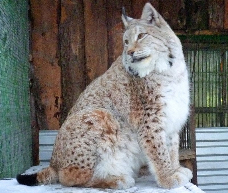 Каракал меланист