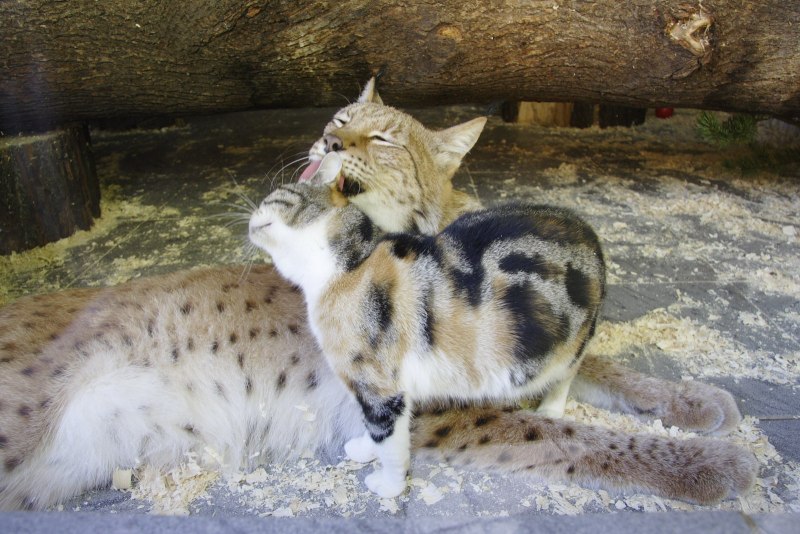 Кот Рысь каракал