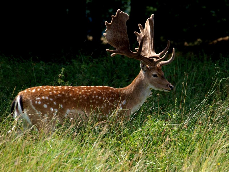 Филиппинский пятнистый олень (Cervus alfredi)