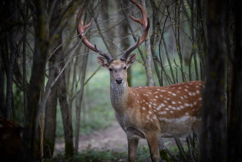 Филиппинский пятнистый олень (Cervus alfredi)