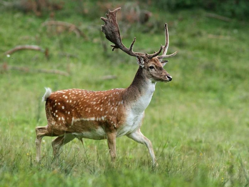 Пятнистый олень (Cervus Nippon)