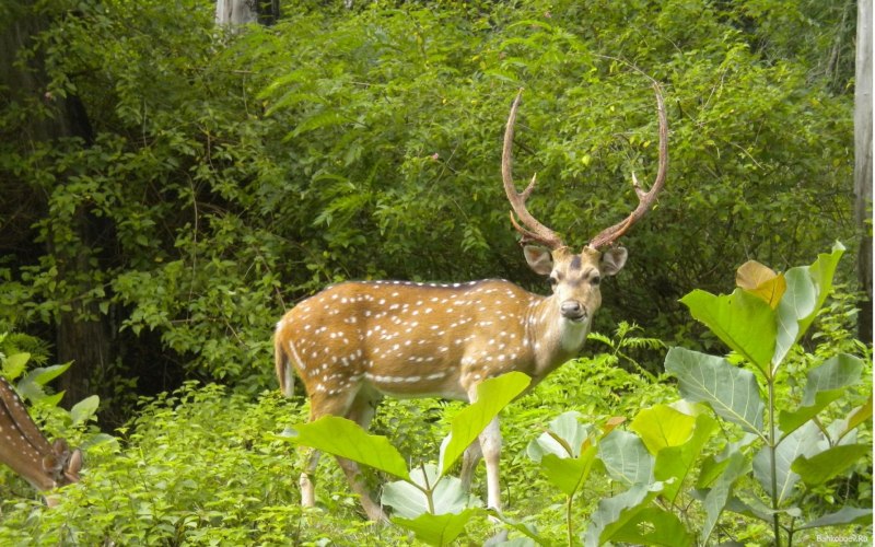 Пятнистый олень (Cervus Nippon)