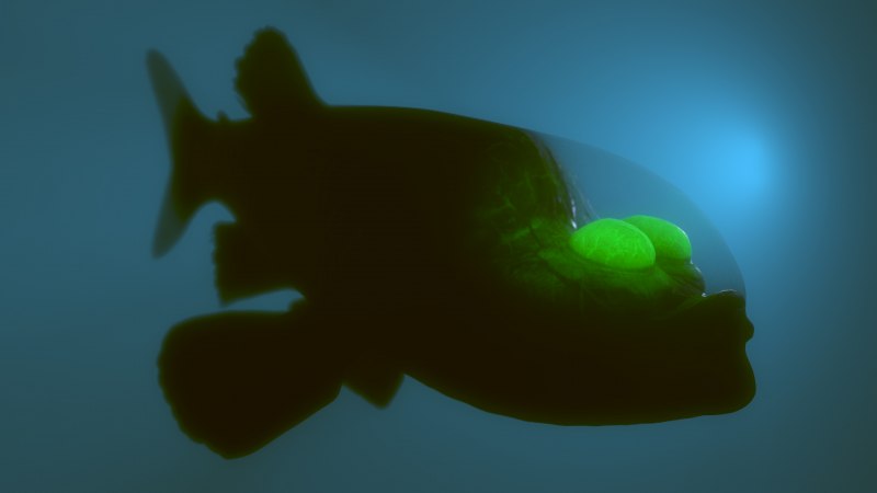 Рыба призрак Macropinna microstoma