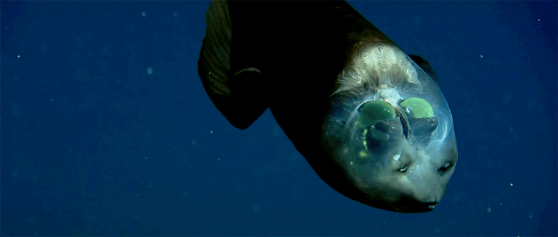 It is a Fish