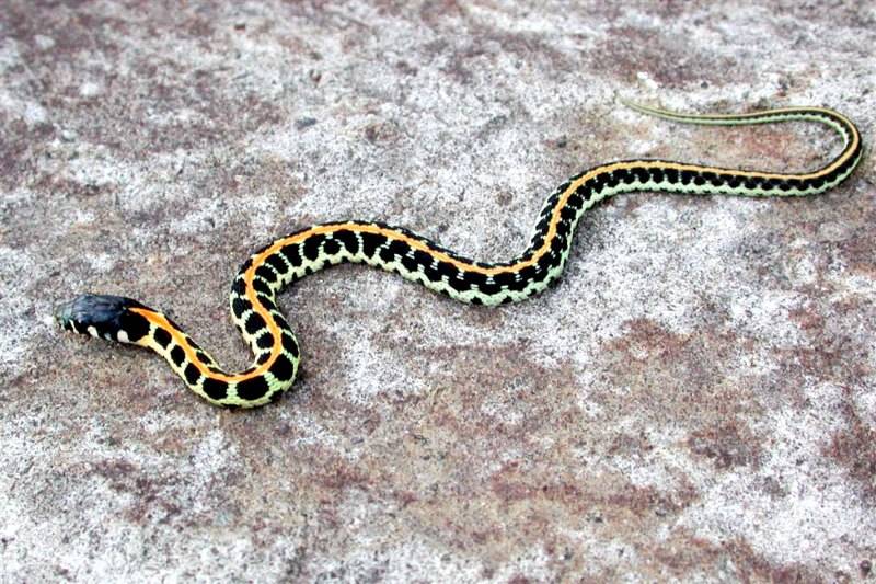 Thamnophis sirtalis infernalis