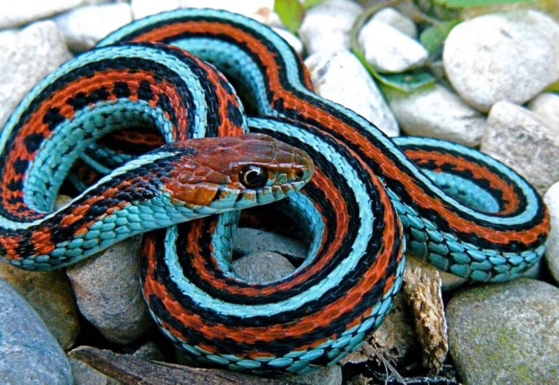 Калифорнийская Краснобокая Garter Snake змея