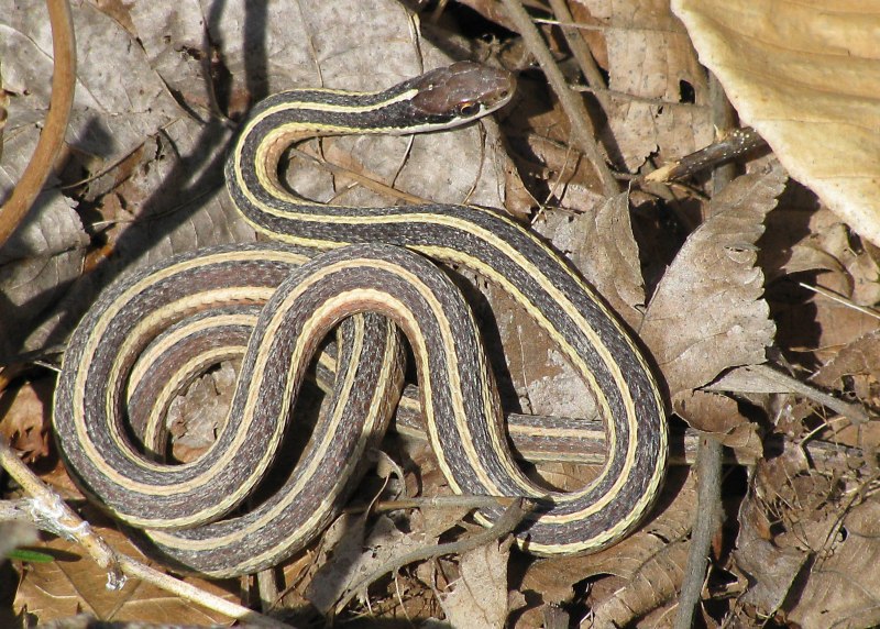 Eastern Garter Snake