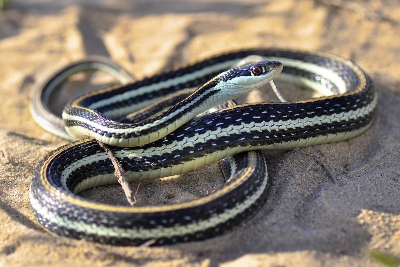 Подвязочная змея пестрая (Thamnophis Marcianus)