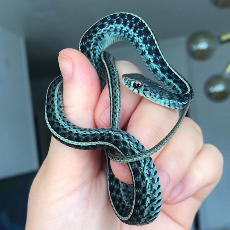 Западная подвязочная змея (Thamnophis elegans).