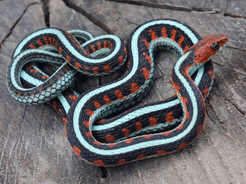 Thamnophis Marcianus