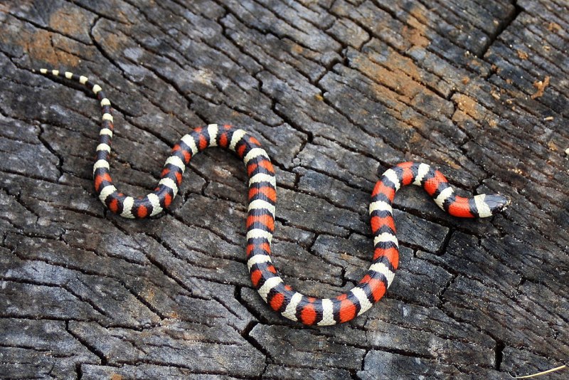 Западная подвязочная змея (Thamnophis elegans).