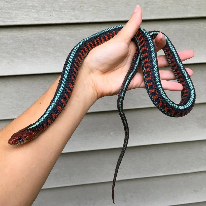 Thamnophis sauritus