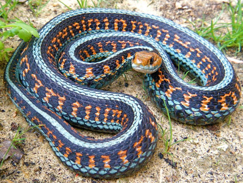 Thamnophis sirtalis