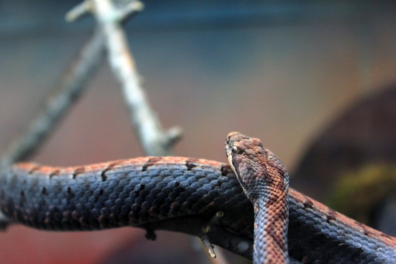 Thamnophis sauritus подвязочная змея