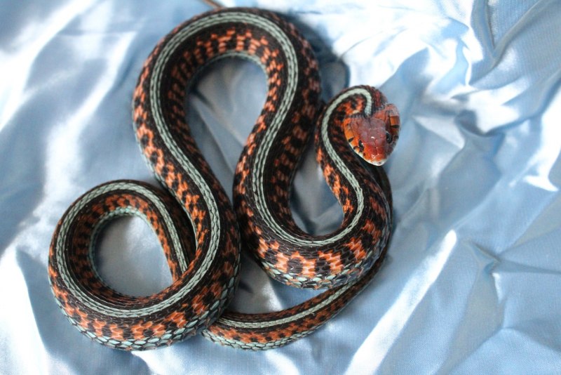 Thamnophis sauritus