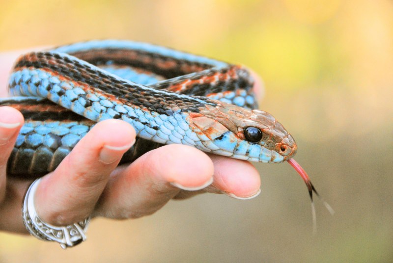Стройная подвязочная змея Thamnophis elegans