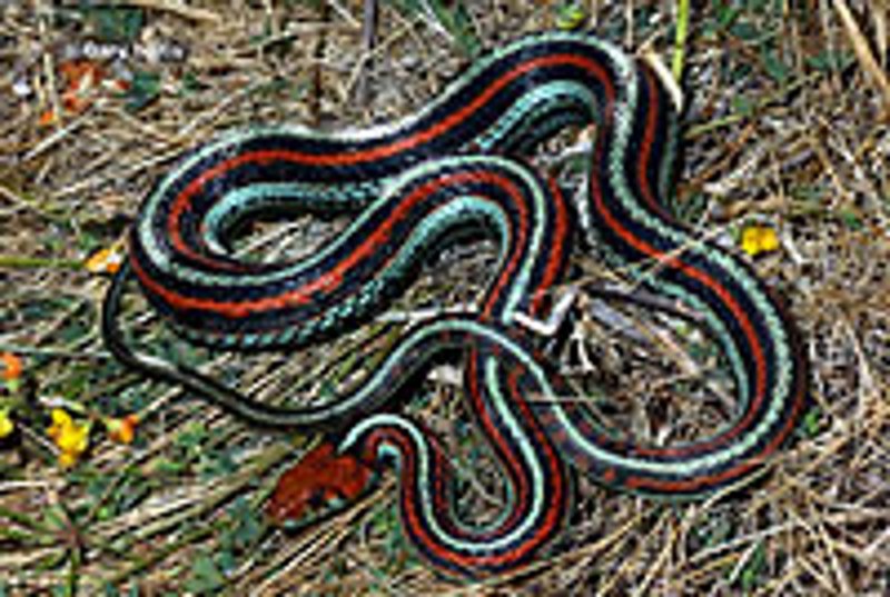 Thamnophis Proximus