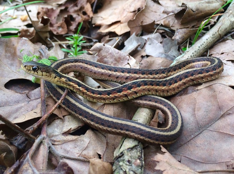 Thamnophis elegans