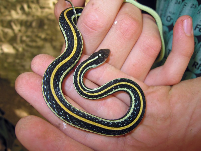 Thamnophis sauritus подвязочная змея