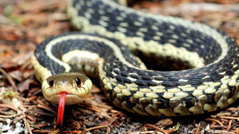 Lampropeltis Triangulum campbelli