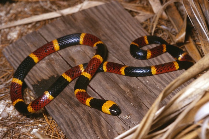 Подвязочная змея (Thamnophis sirtalis)