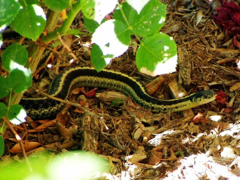 Thamnophis sirtalis parietalis