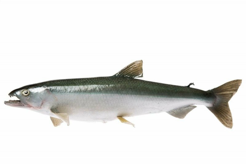 Корюшка европейская Osmerus eperlanus