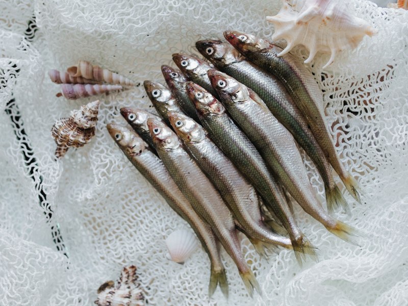 Морская малоротая корюшка