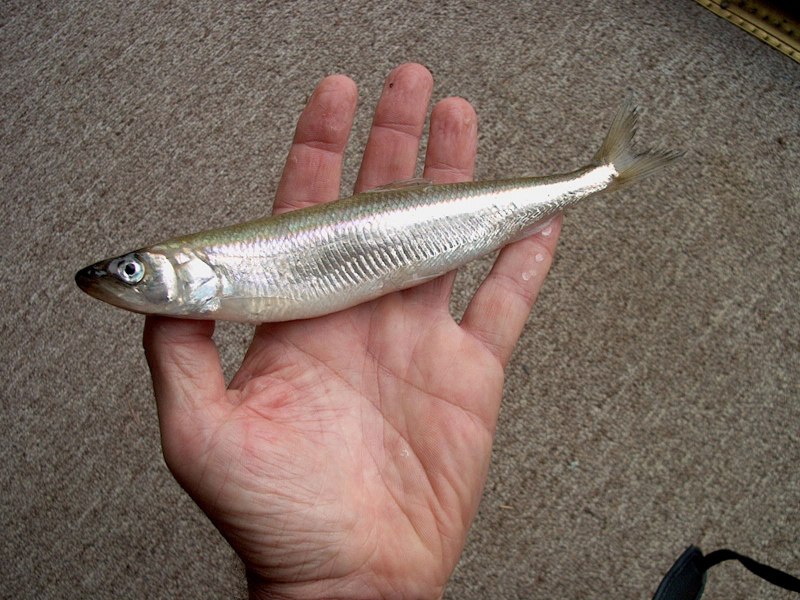 Корюшка европейская Osmerus eperlanus