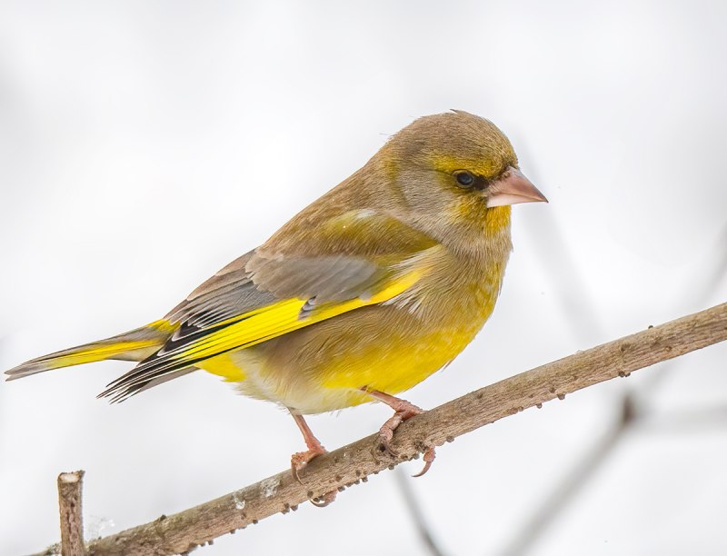 Зеленушка (Chloris Chloris)