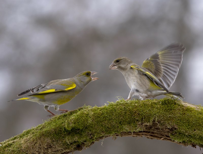 Зеленушка (Chloris Chloris)