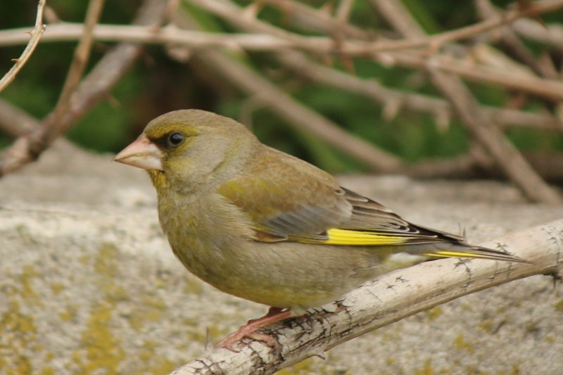 Зеленушка (Chloris Chloris)