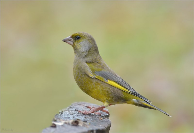Зеленушка (обыкновенная зеленушка) (Chloris Chloris (Carduelis Chloris))