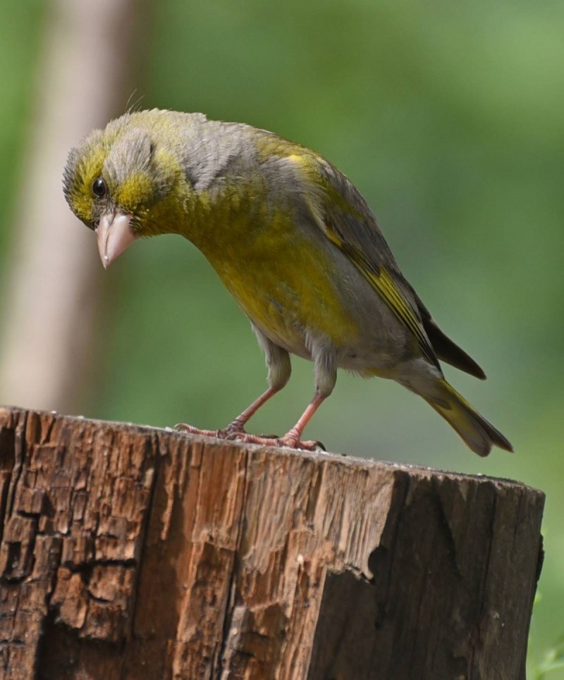 Зеленушка (Chloris Chloris)