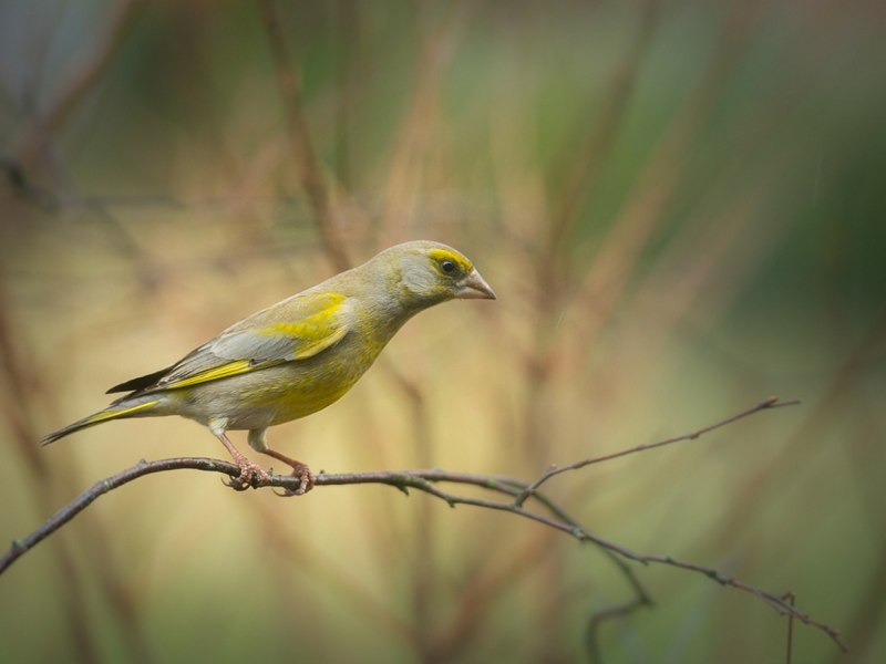 Chloris Chloris