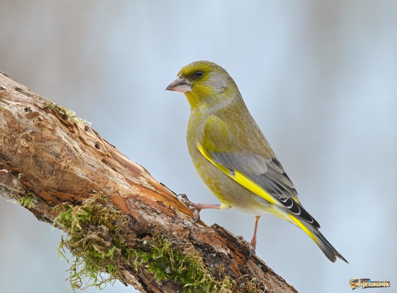 Зеленушка (Chloris Chloris)