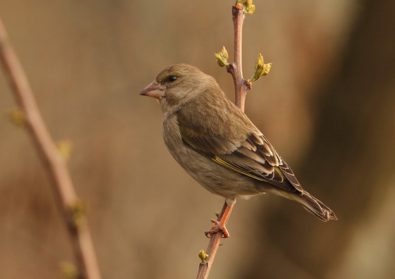 Зеленушка (Chloris Chloris)