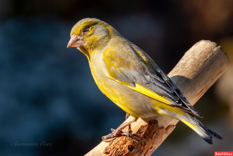 Зеленушка (Chloris Chloris)