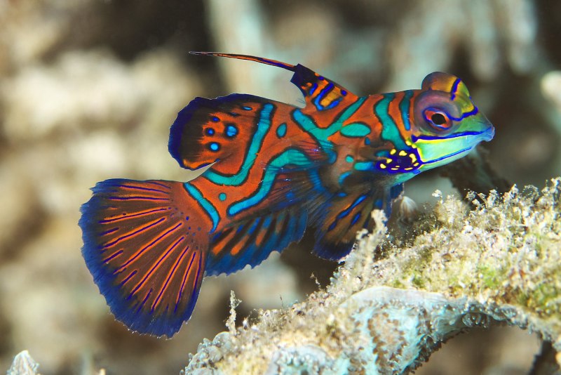 Synchiropus splendidus