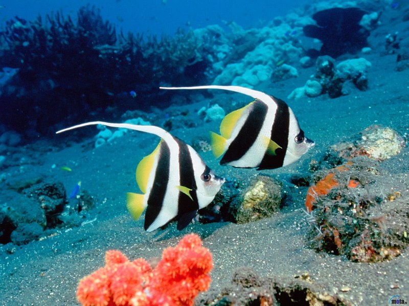 Heniochus acuminatus