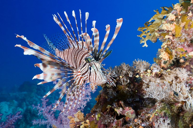 Коралловая рыба (51 фото)