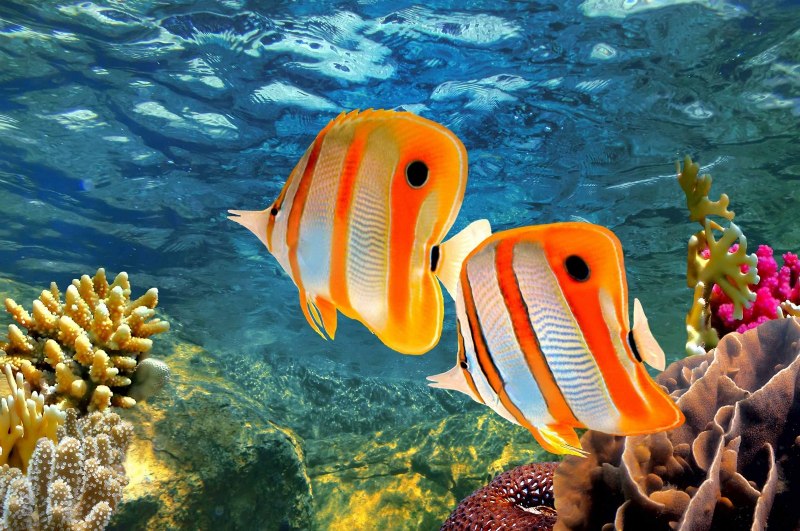 Acanthurus leucosternon