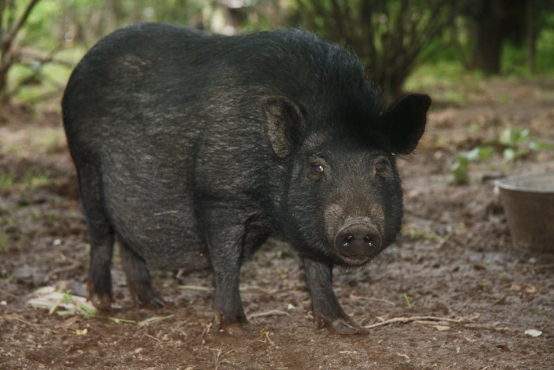 Европейский дикий кабан sus scrofa Ferus
