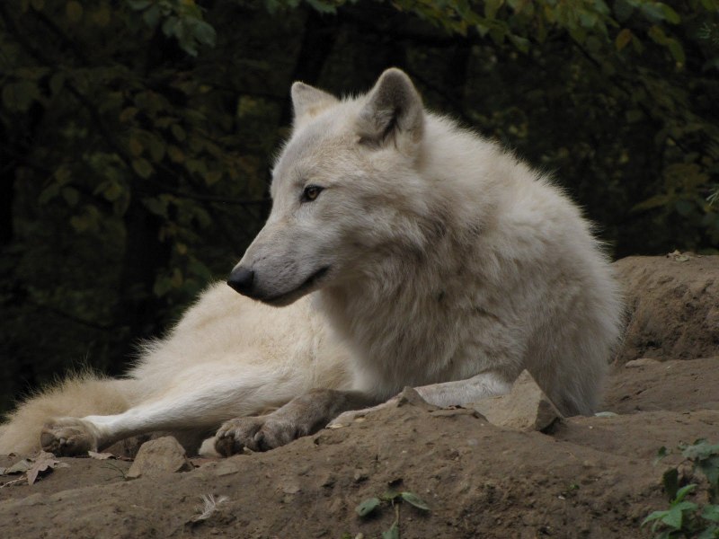 Arctic Wolf (Арктический волк)
