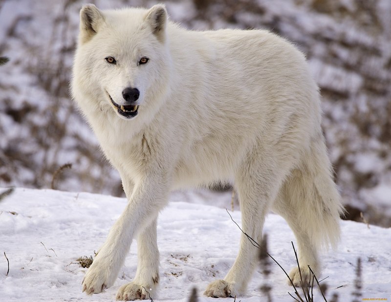 Arctic Wolf (Арктический волк)